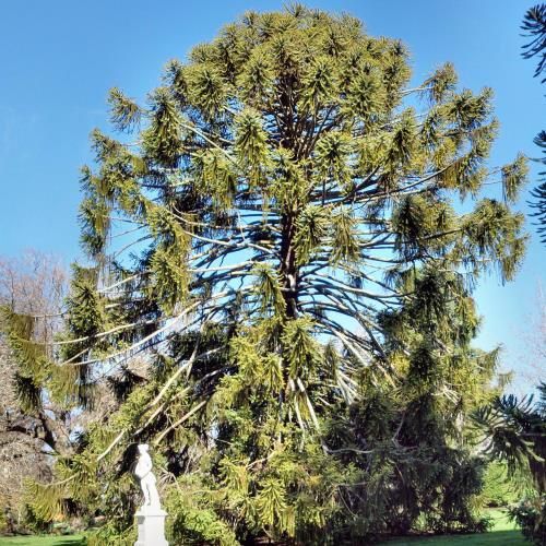 Araucaria bidwillii, Bunya Bunya Pine - 2.5Ltr