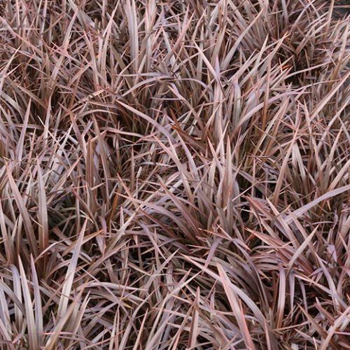Phormium Sweet Mist - 1.5Ltr
