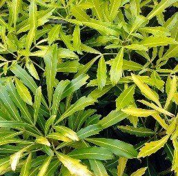 Pseudopanax Gold Finger - Pb6.5