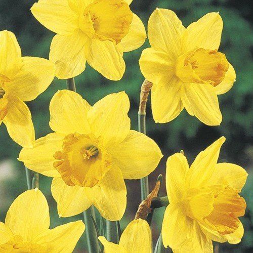 Daffodils - Fortune