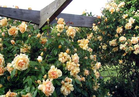 Rose Crepuscule (climbing)