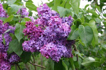 Syringa Congo, Lilac - Pb12/Pb18