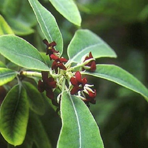 Pittosporum ralphii, Ralph's Karo - 1Ltr (55/70)