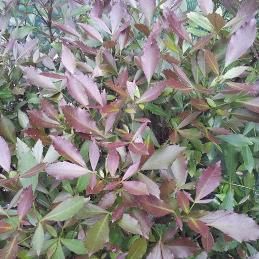 Pseudopanax lessonii Purpureum - Pb5/Pb6.5 (40/120)