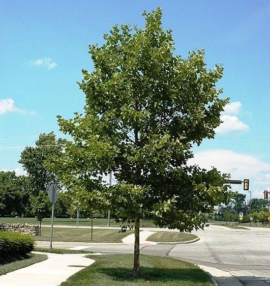 Platanus acerifolia, London Plane tree - Pb8