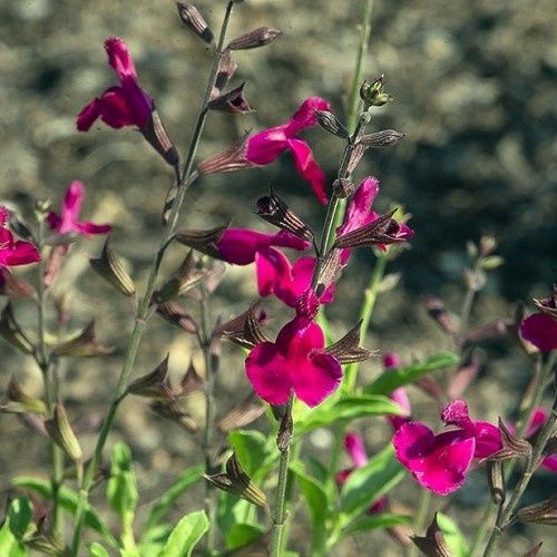 Salvia Dark Dancer, Autumn Sage - Pot