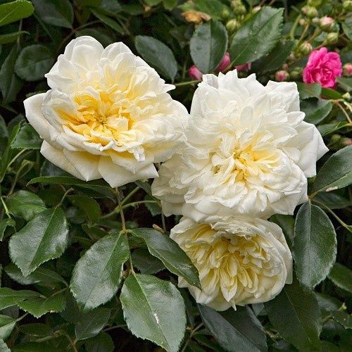 Rose Alberic Barbier (rambling) - Pb5