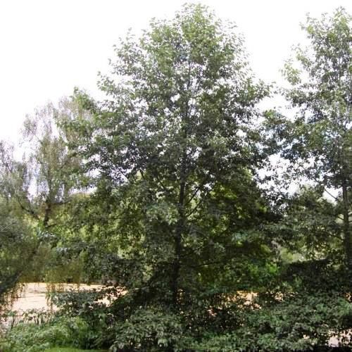 Alnus rubra - Red Alder 1.7m