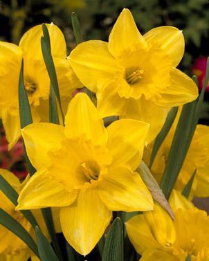 Daffodils - Carlton