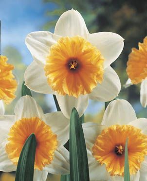 Daffodils - Orange Ice Follies