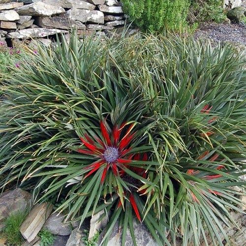 Fascicularia bicolor  Crimson Bromeliad - 2Ltr