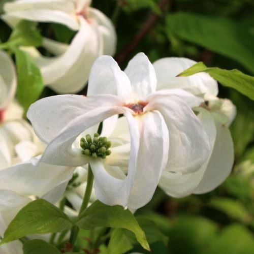 Cornus florida Cloud Nine - Pb28