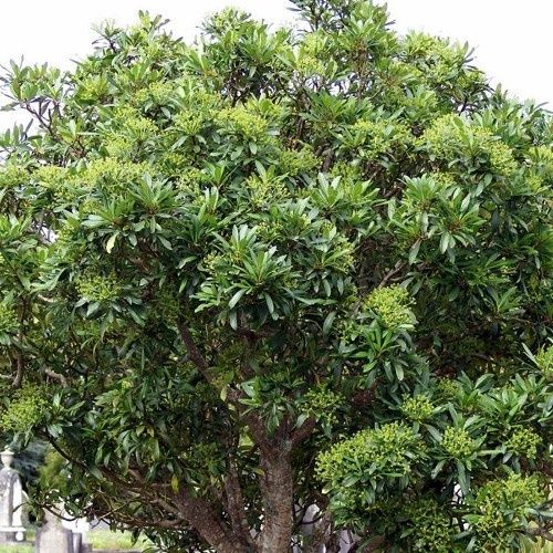 Pseudopanax lessonii, Five Finger - Pb6.5 (60/100)