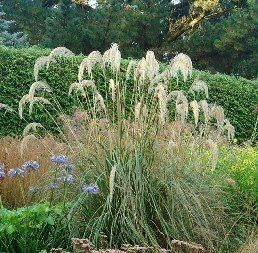 Cortaderia richardii, South Island Toetoe - Pb3/5 (70/90)