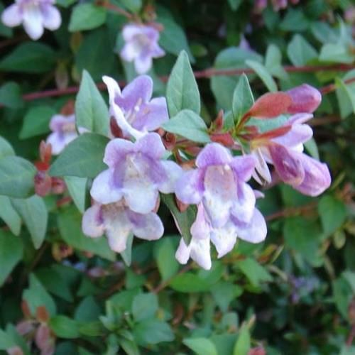 Abelia schumannii - Pb6.5