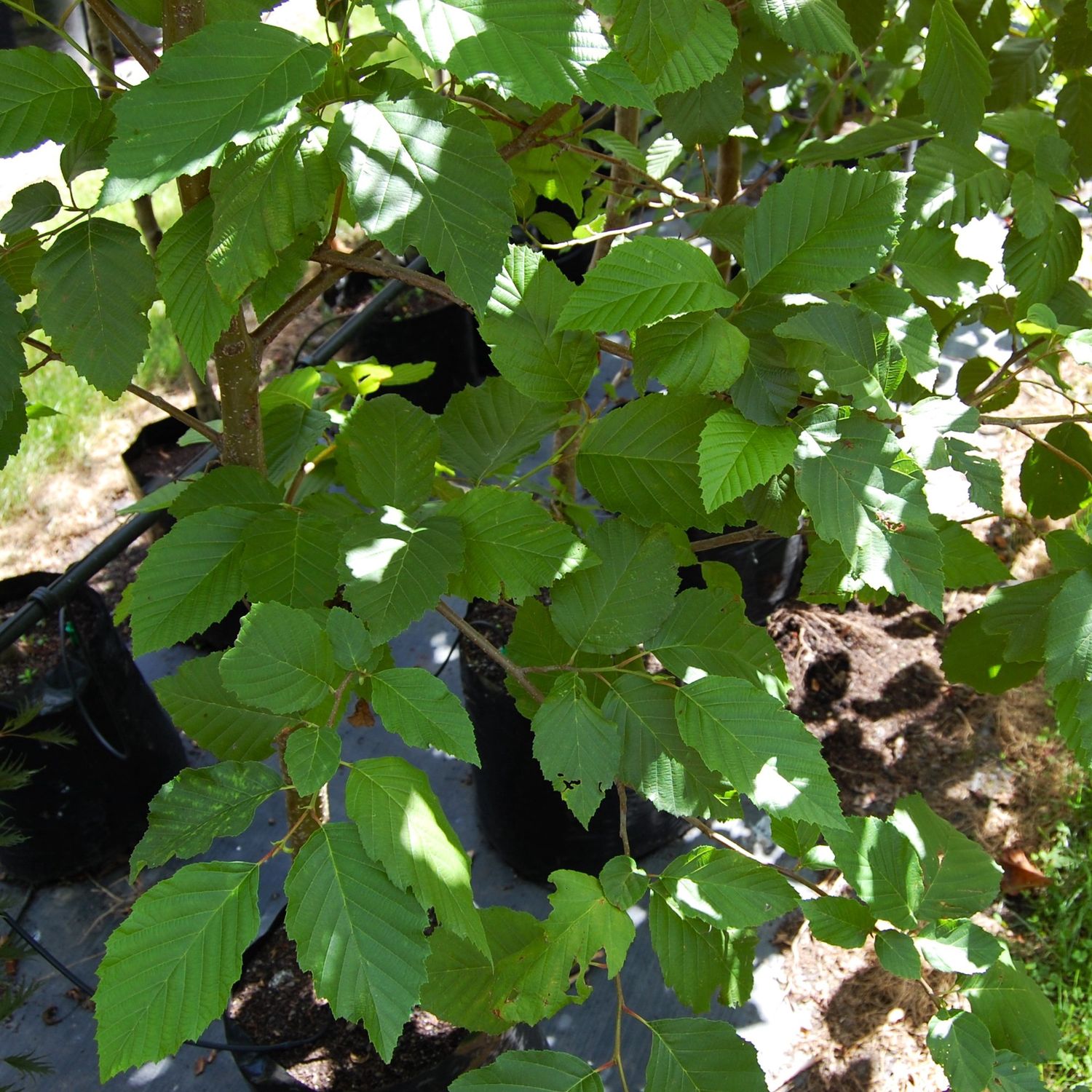 Alnus rubra, Red Alder - pot