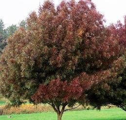 Fraxinus angustifolia, Narrow-Leaved Ash - Pb95 (250/300)
