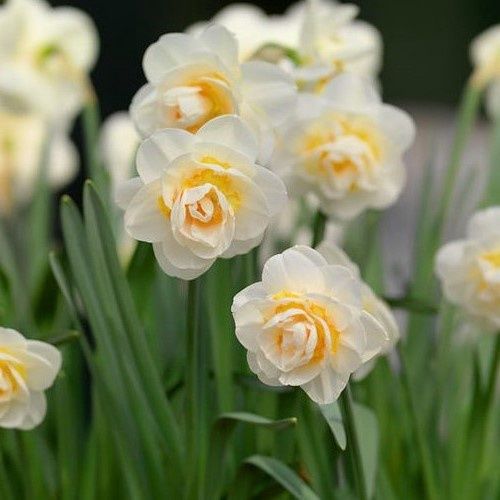 Daffodils double - Bridal Crown
