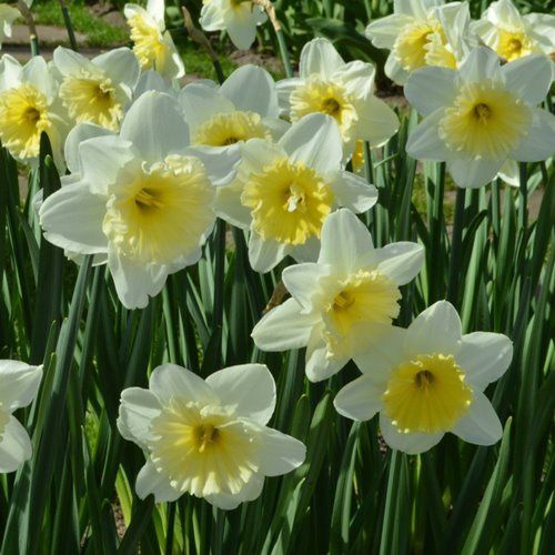 Daffodils - Ice Follies