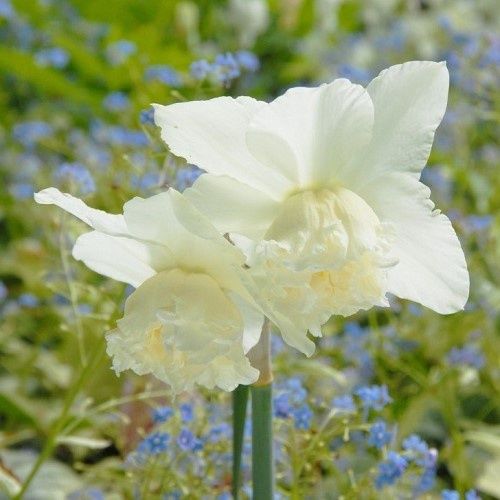 Daffodils White Marvel