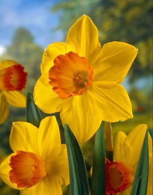 Daffodils - Revelry