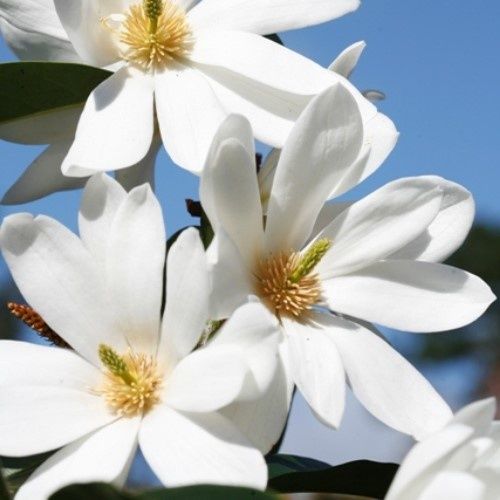 Michelia Loving Memories - 35Ltr (240/280cm)