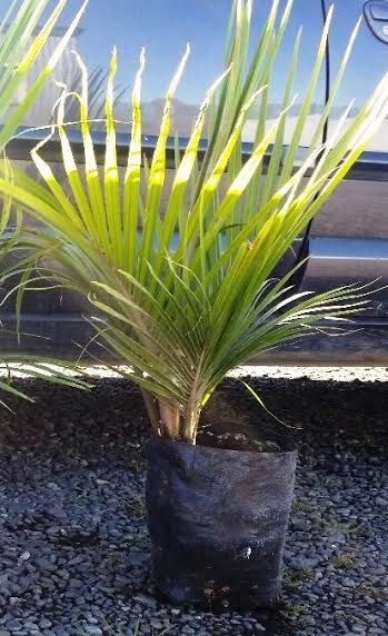 Rhopalostylis sapida - Nikau Palm