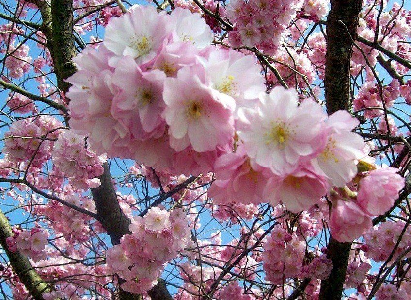 Prunus Accolade H/W - Pb40 (1.7/1.8m)