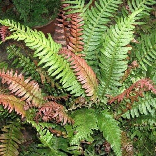 Doodia australis, Pukupuku - 1.5Ltr