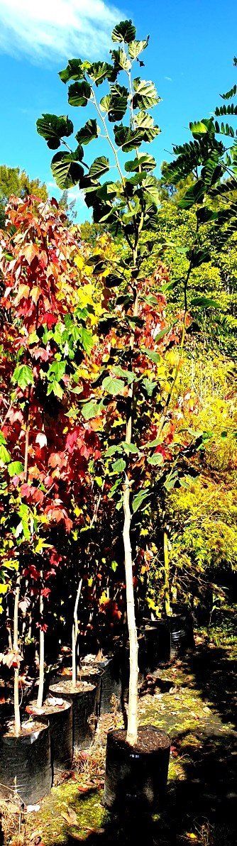 Tilia platyphyllos, Large-Leaved Linden - 35Ltr (250/270cm)