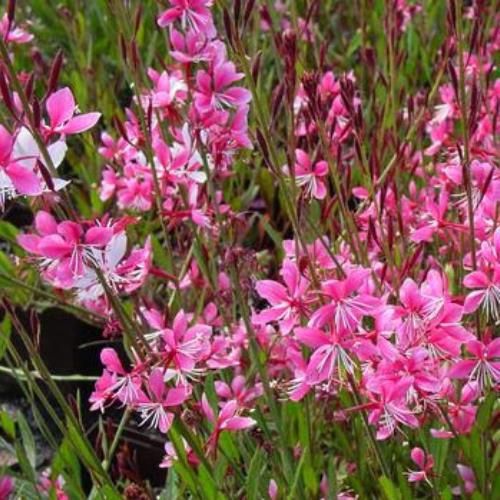 Gaura Whirling Butterflies - 1.5Ltr