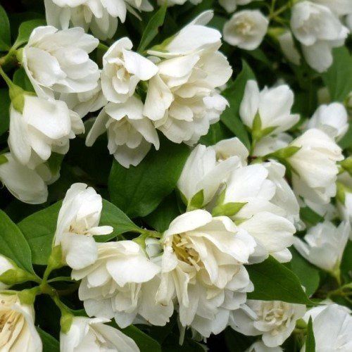 Philadelphus x Boule D&#39;Argent, Mock Orange - Pb6.5