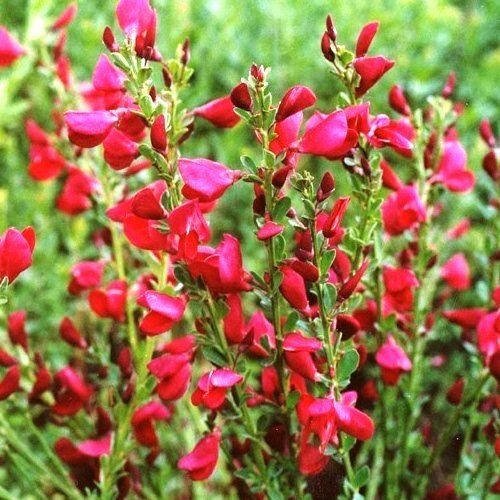 Cytisus s. Ruby - Pb5/Pb6.5