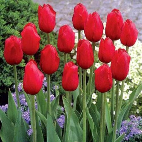 Tulip London (Darwin hybrid)