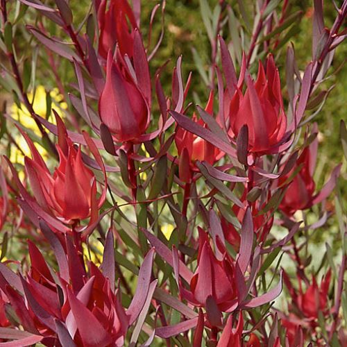 Leucadendron Mrs Stanley - Pb5