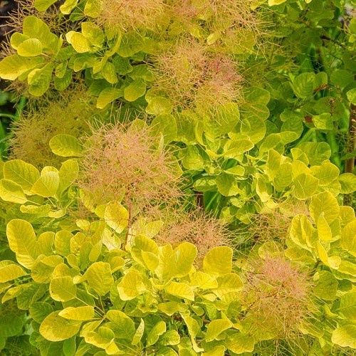 Cotinus Golden Spirit, Golden Smoke Bush - Pot
