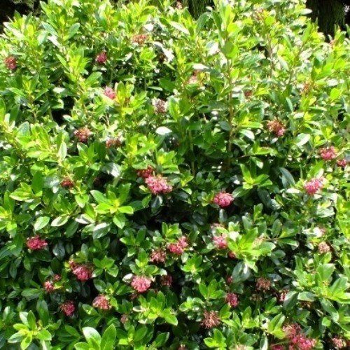 Escallonia Apple Blossom - Pot
