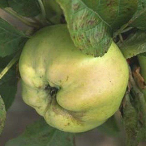 Apple Calville Blanc D'Hiver - Pb12