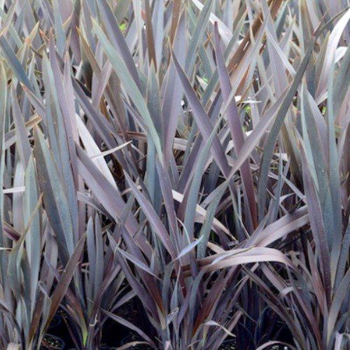 Phormium t. Dark Delight, Flax - Pb6.5 (20/70)