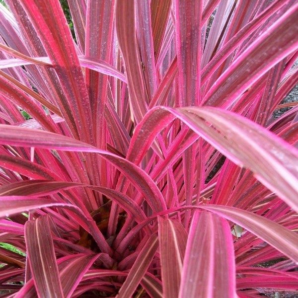 Cordyline x Electric Pink - 2Ltr/2.5Ltr