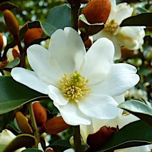 Michelia Warm Fuzzies - 2.5Ltr