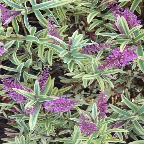 Hebe Orphan Annie - 2.4Ltr