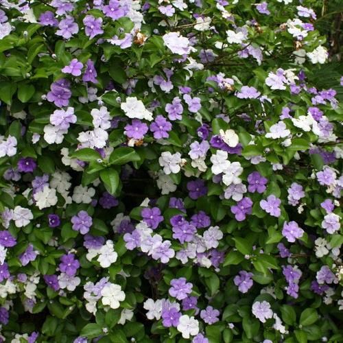 Brunfelsia pauciflora - Pb5