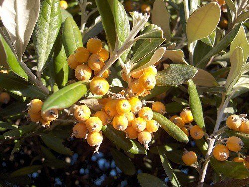 Corokia macrocarpa, Whakataka - Pb18