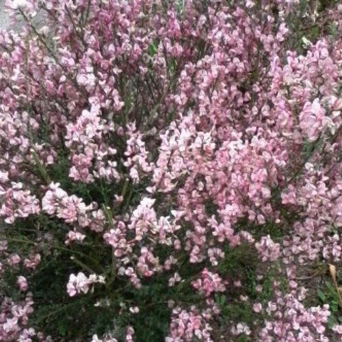 Cytisus s. Lilac Time, Scotch Broom - Pb3/Pb5