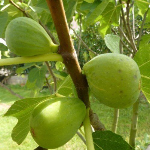 Fig San Pedro - Pb6.5