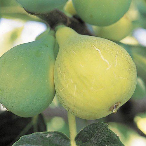 Fig Preston Prolific - Pb6.5