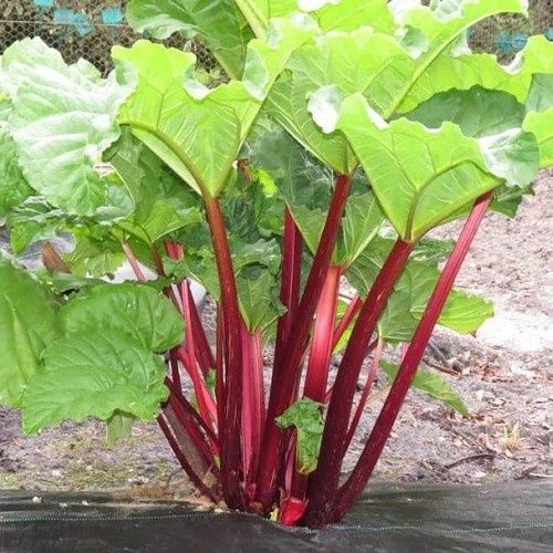 Rhubarb Cherry Red - 1Ltr