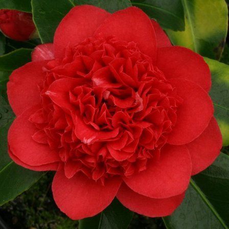 Camellia Dolly Dyer - Pb6.5 (80/95)