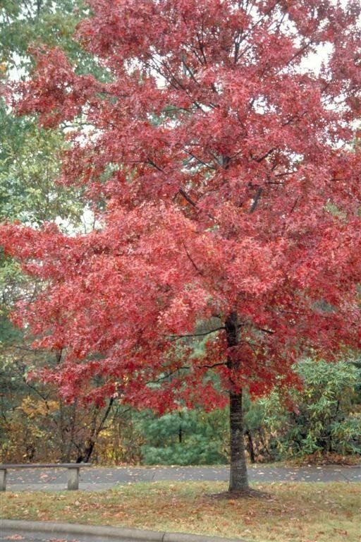 Quercus rubra, Northern Red Oak - Pb28/Pb40